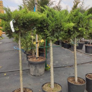 Borievka netatová (Juniperus sabina) ´TAMARISCIFOLIA´ - výška 110-120cm, kont. C18L – NA KMIENKU